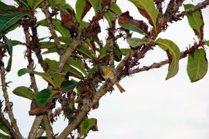 Pousada Lua Nua Urussuquaral 29